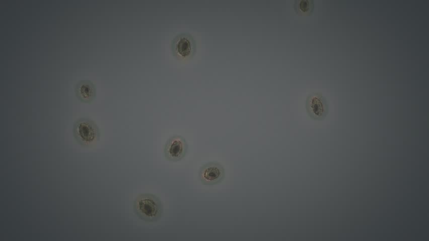 Cloning bacteria with alpha channel