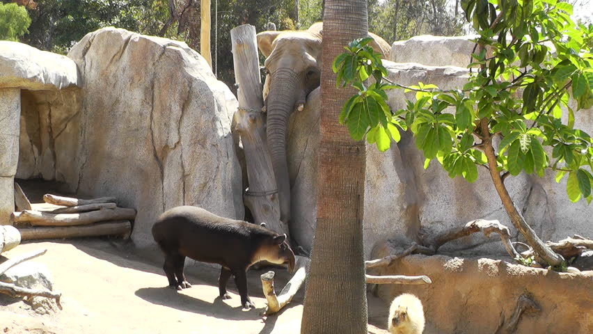 San Diego - California United States
Elephant Tapir Capybara