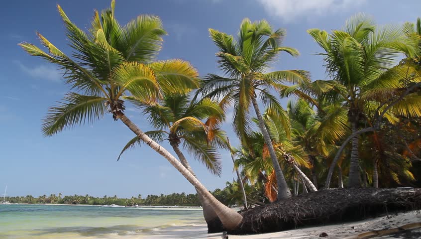 Caribbean beach with palms