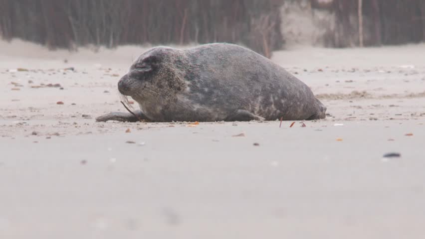 grey seal