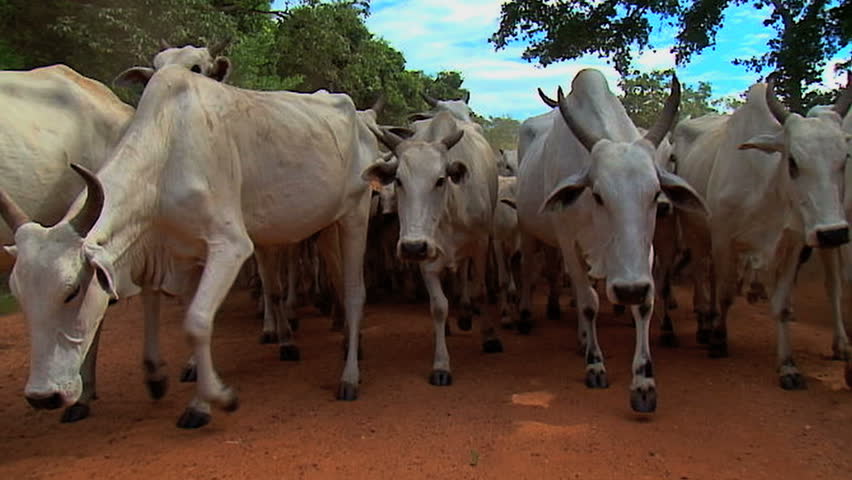Cow, Brazil, Cows walk slow motion. Pantanal, Brazil.