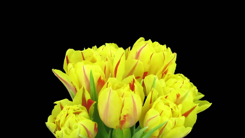 Time-lapse of opening yellow-red tulips in a vase 1b
