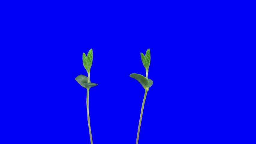 Time-lapse of growing soybeans 1a
