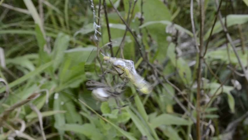 Spider and prey
