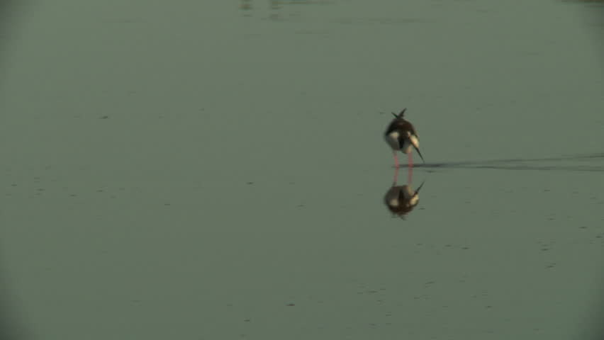 Black-necked stilt feeding in pond