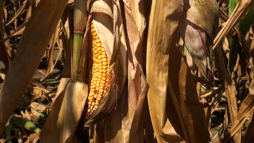 Ears of corn damaged by severe extended drought in Midwest united states.
