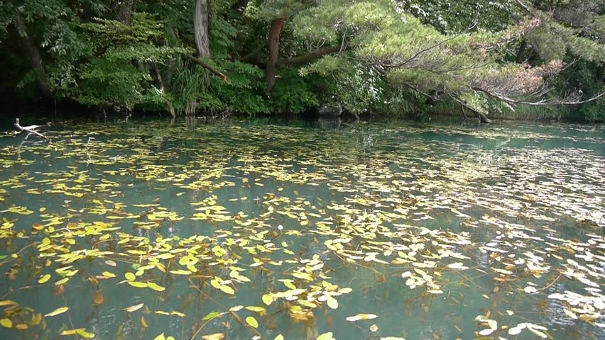 Floating aquatic plants Goshiki-numa