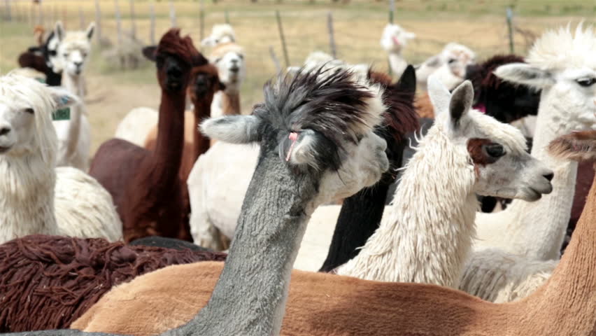 Alpaca livestock farm ranch in Utah