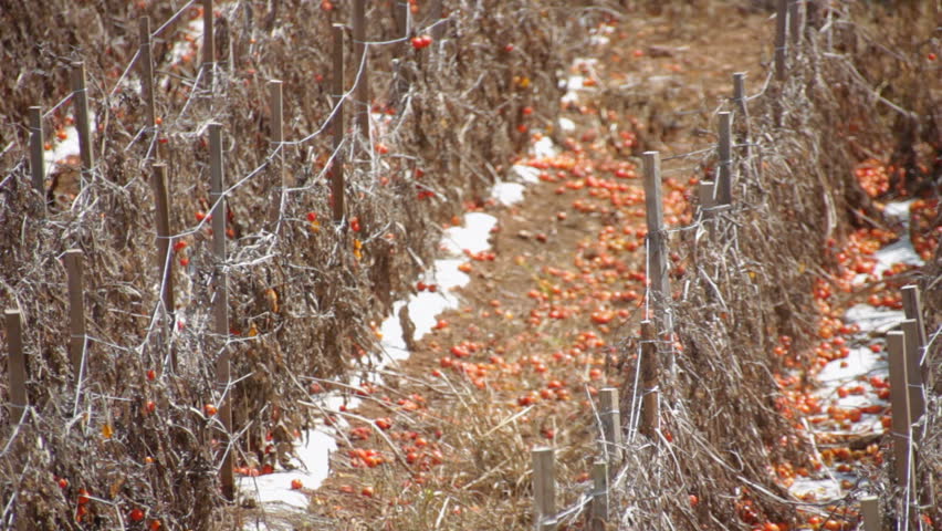 Shots of tomato field during mid day.