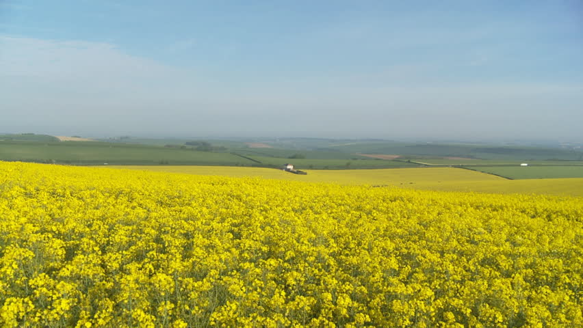 Wide shot of large rape field zooming into solitary house