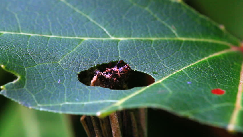 larva eating green leaf