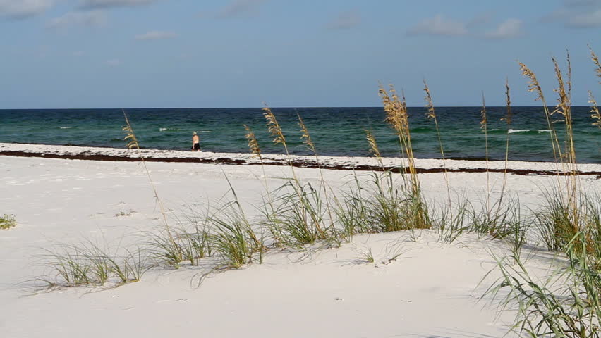 Woman walks alone on the beach with sea oat covered dunes in the foreground by the Gulf of Mexico in Florida.
