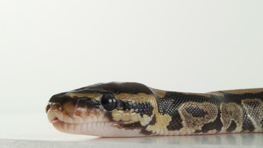 Python hatchlings
