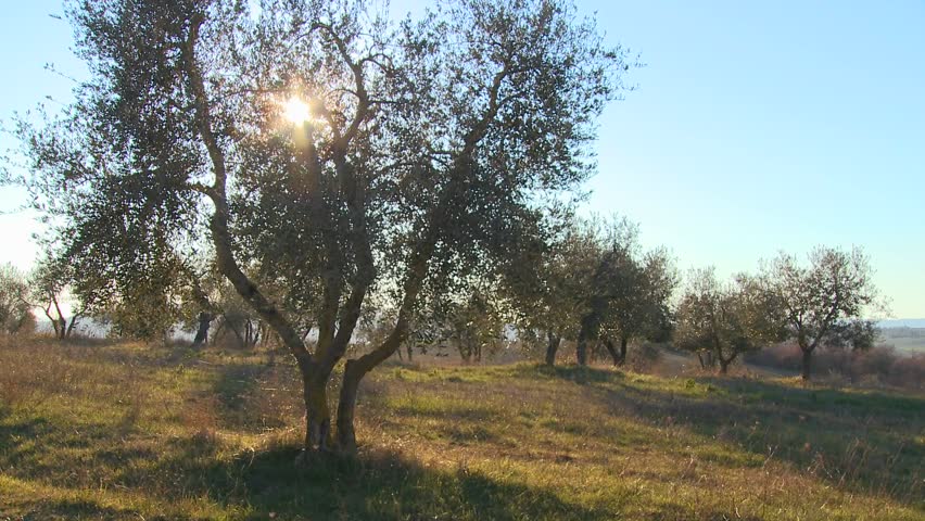 TUSCANY, ITALY-CIRCA 2011-Olive trees grown on a hillside in Tuscany, Italy.