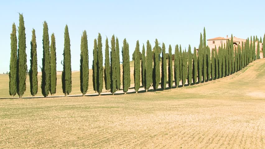 TUSCANY, ITALY-CIRCA 2011-A wide shot of a farm villa with long rows of trees in Tuscany, Italy.