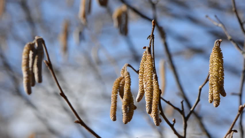 spring nootwood catkins and wind