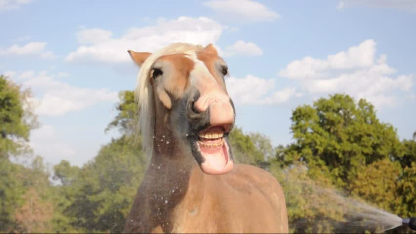 Humorous video of a Belgian Draft horse playing with water with his mouth