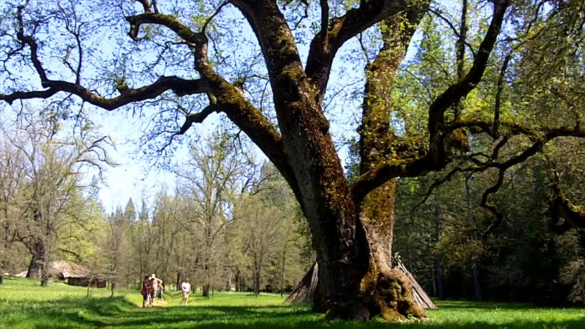 A large Valley Oak Tree sprouting new leaves in Spring at Chaw'se Indian Grinding Rock State Historic Park near Jackson, California. Due to State budget cuts, these parks are threatened with closure.