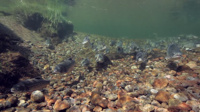 Underwater footage of arctic chars (Salvelinus alpinus) in clear water river, Greenland