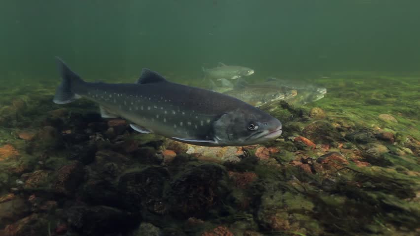 Underwater footage of arctic chars (Salvelinus alpinus) in clear water river, Greenland