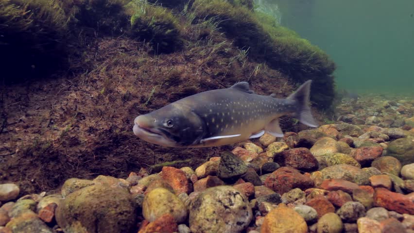 Underwater footage of arctic char (Salvelinus alpinus) in clear water river, Greenland