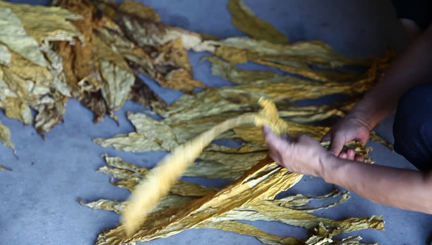 clean tobacco leaves by hand
