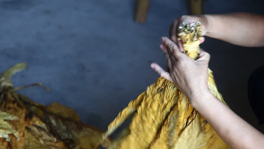 clean tobacco leaves by hand