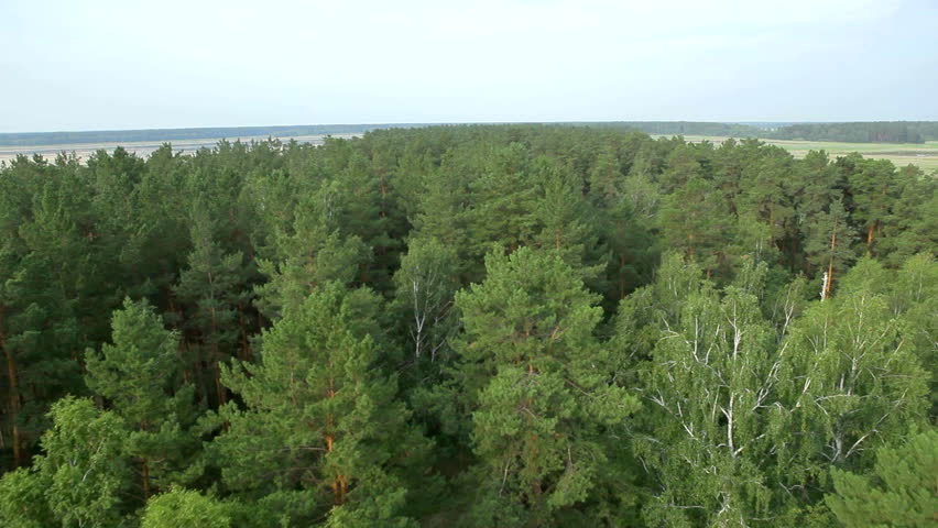 flight over beautiful evergreen forest