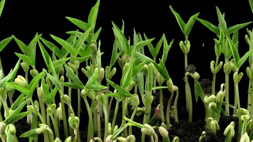 Time-lapse of growing mung beans isolated on black background 6a
