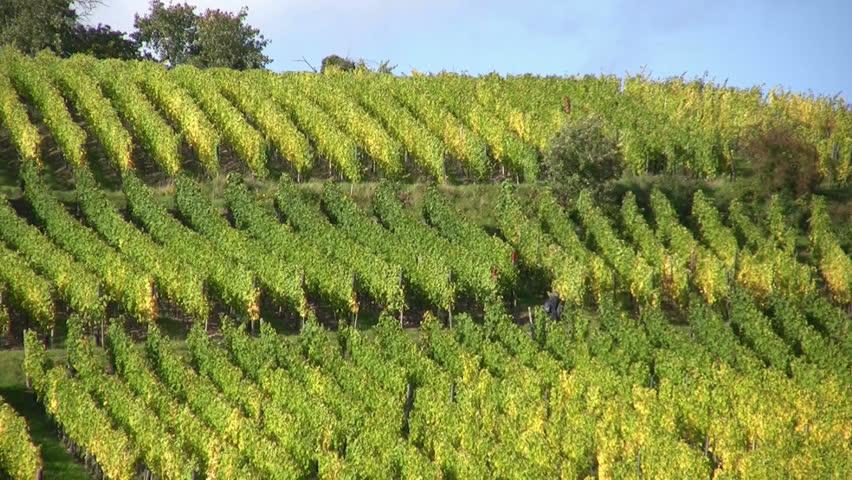 vineyard in Alsace - France