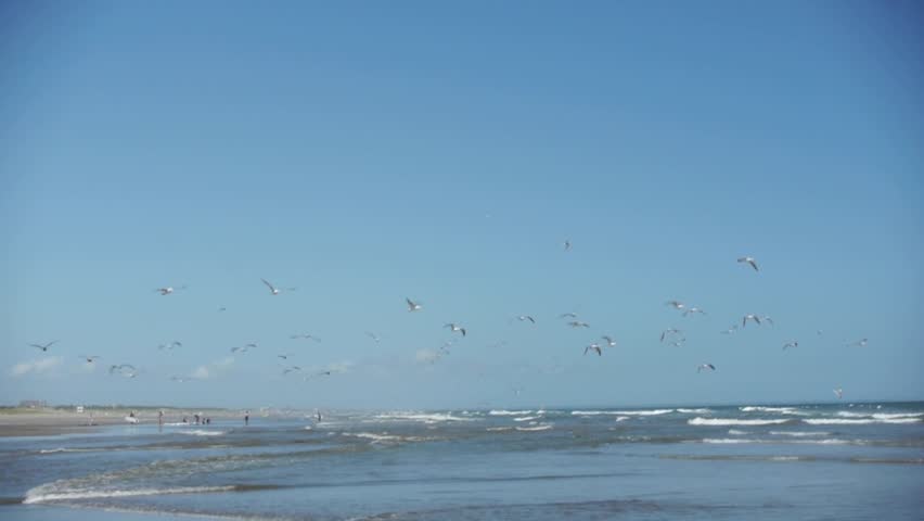 A flock of seagulls