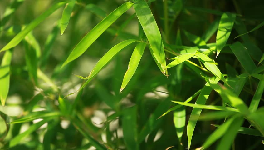 Bamboo forest background