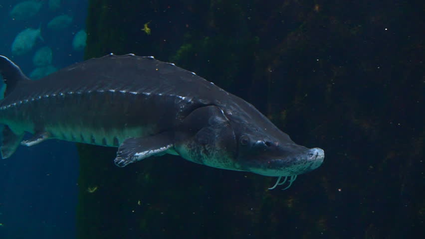 Header of Acipenseriformes