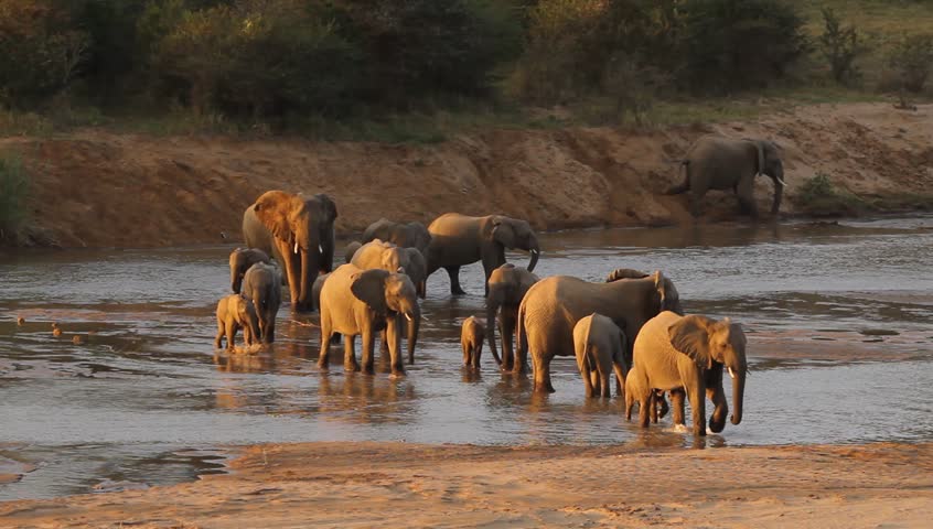A herd of elephants walking across a shallow river ,yes see young and old elephants.