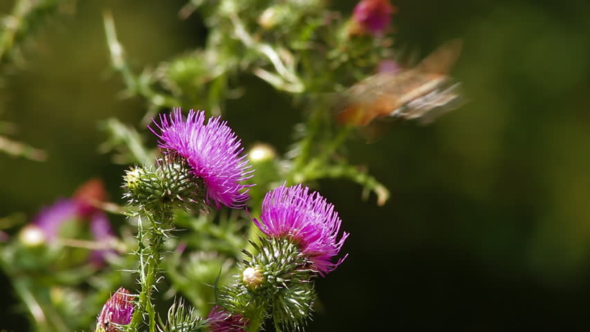 Humming Bird Hawk Moth pollinating wild purple flower 