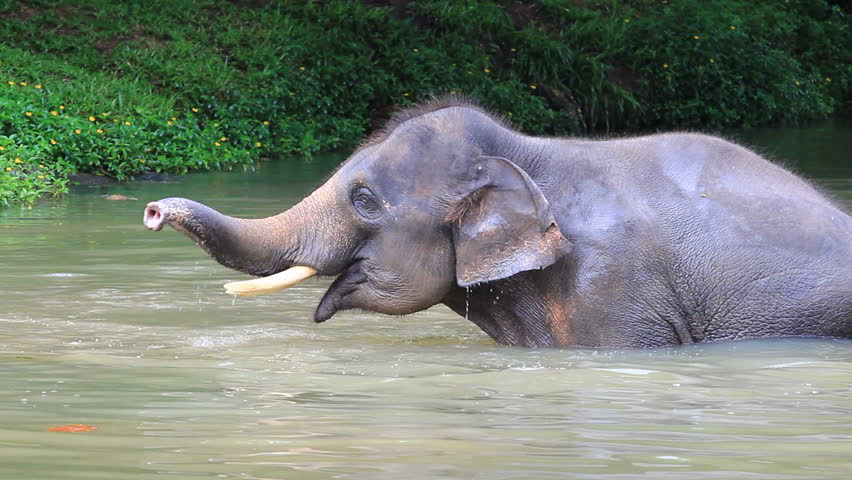elephant