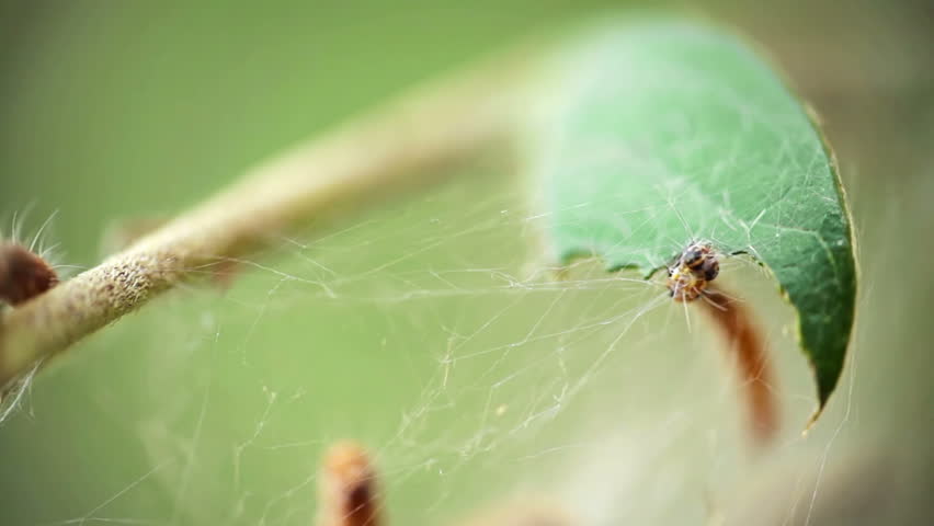 catterpilar bug making protective webs and eating leafs from green bush