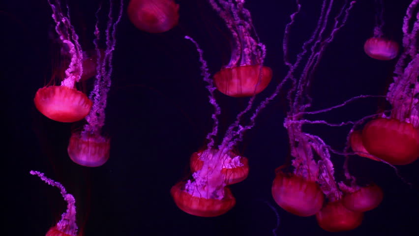 a lot of red jellyfish medusa in a black void, natural background