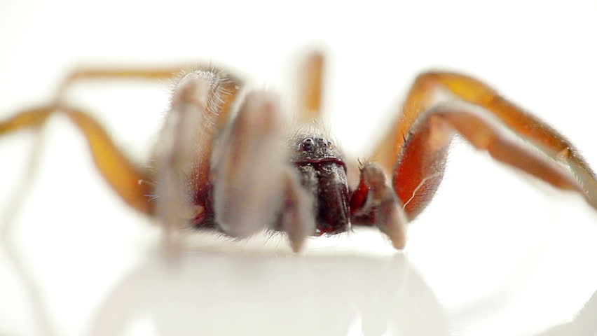Closeup macro of  spider on white isolated background (selective focus)