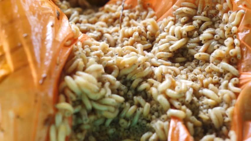 Macro group of maggots