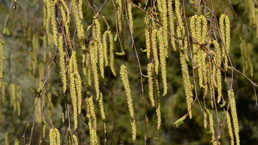 abstract spring birches catkins nature background