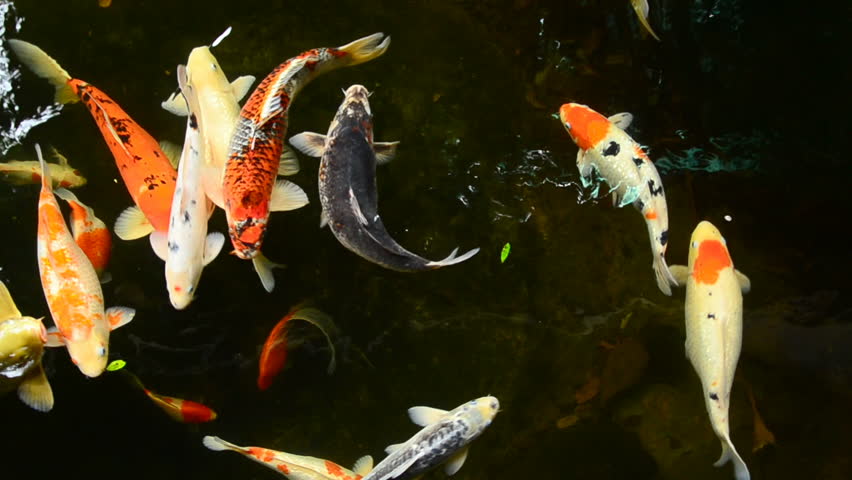 Koi, Fancy Carp are swimming in above