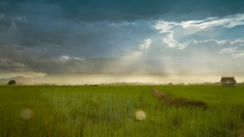Overall, rice farm in Thailand : Time lapse. Sequence. 