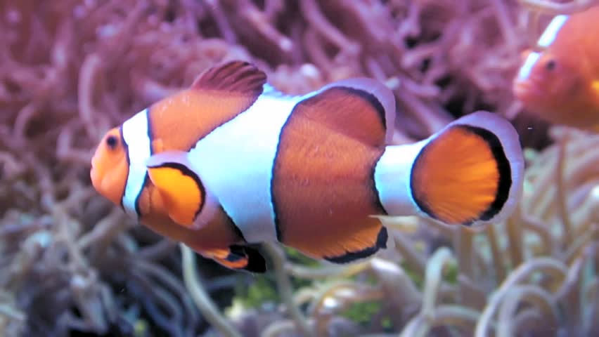 Clown Fish in his anemone.