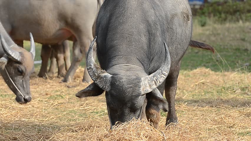 Buffaloes in a field of grass
