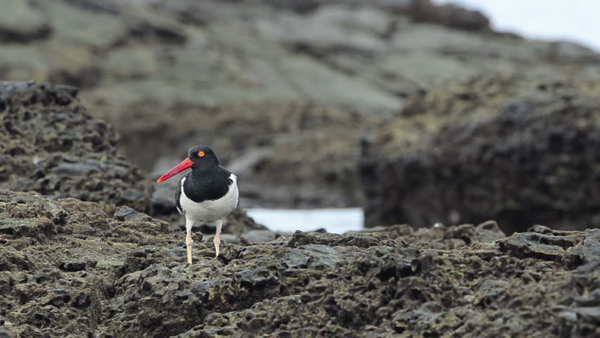 America Oystercatcher, Pacheca island, Las Perlas archipelago, PanamÃ¡, Central America
