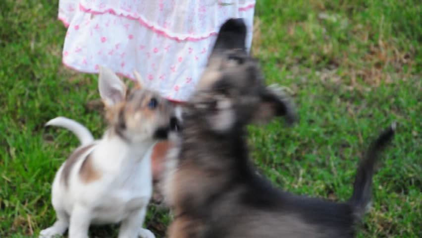 child playing with puppies outdoor
