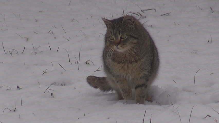 Beautiful cat in snow
