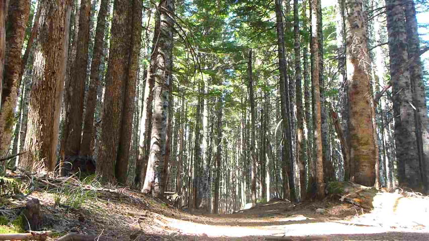 Model released man hikes away, down trail through thick forest in the Pacific Northwest, Oregon.