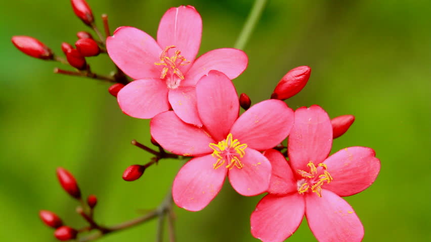 Spicy jatropha (Jatropha integerrima) 